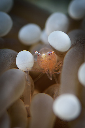 Tulamben