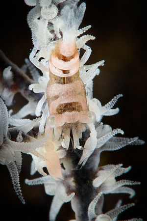 Tulamben