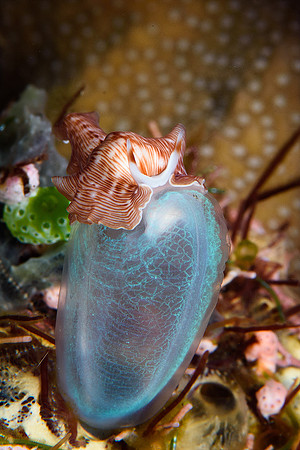 Tulamben
