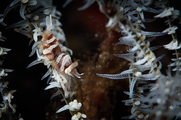 Tulamben