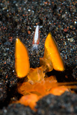 Tulamben