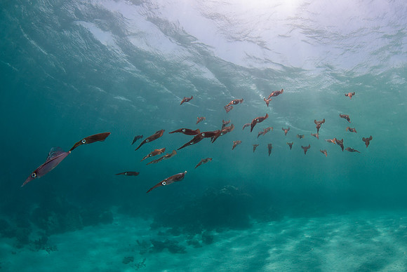 Commen Reef Squids at Abu Ghusoon wreck, Red Sea, South Egypt - 2013