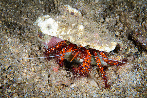 Bali, Lovina House Reef Night Dive