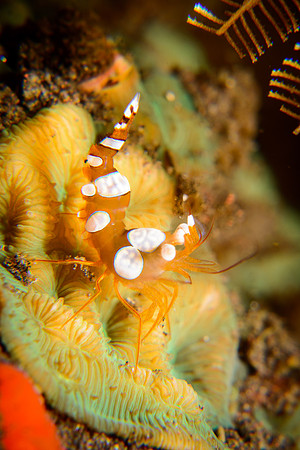Bali, Tulamben