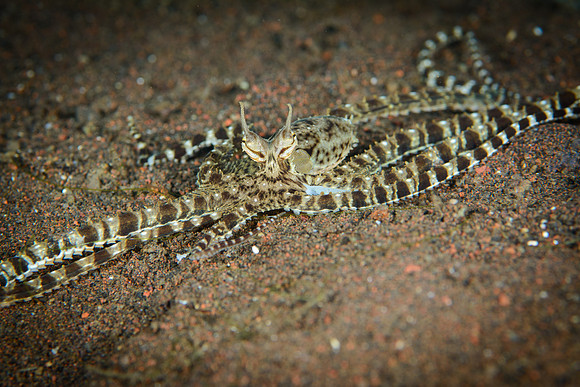 Bali, Tulamben
