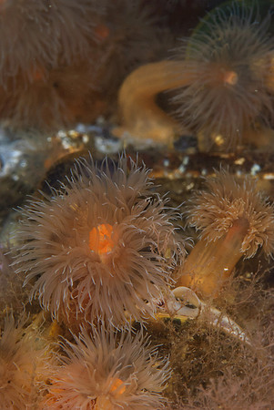 Metridium seniles