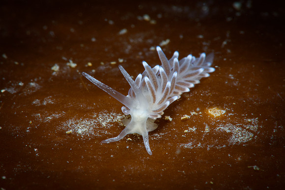 Cuthonella concinna