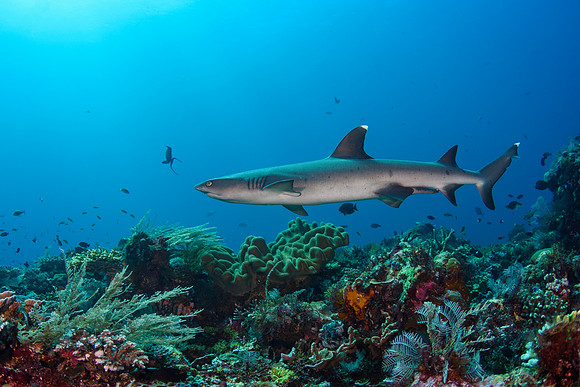 Whitetip Reef Shark, Komodo, Indonesia 2023