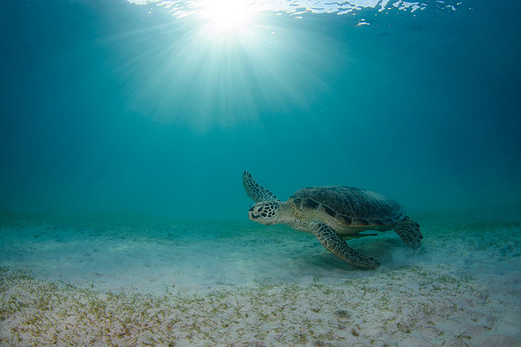 Green Turtle, snorkeling at Teluk Pauh Bay, Perhentian Island