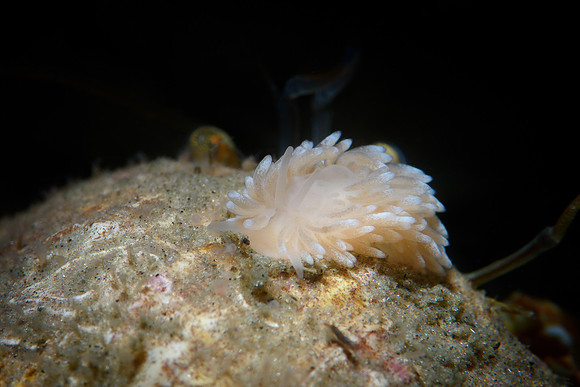Cuthona nana on Hermit Crab
