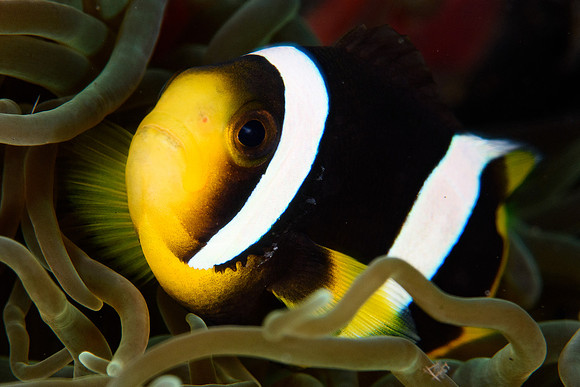 Tulamben