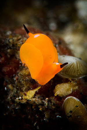 Tulamben