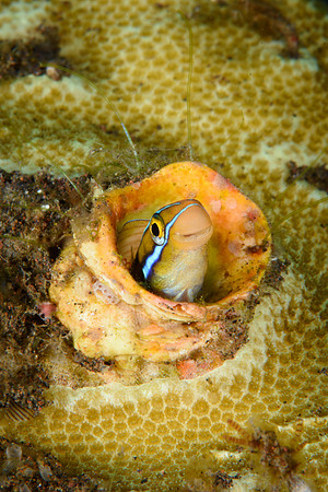 Tulamben