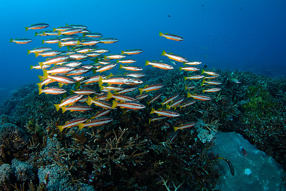 Gili Islands, Manta Point