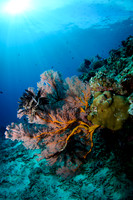 Gili Islands, Halik Reef