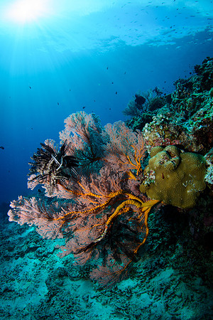 Gili Islands, Halik Reef