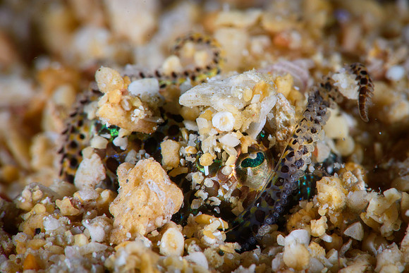 Hummingbird Bobtail Squid