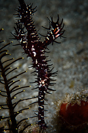 Seahorse Bay, Lombok