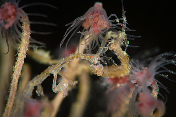 Skeleton Schrimp feeding on Fjæreblomst — Ectopleura larynx, Lillebælt Denmark 2025