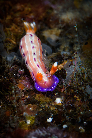 Tulamben