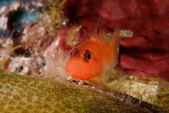 Tulamben