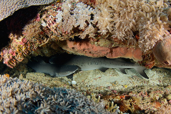 Gili Islands, Manta Point