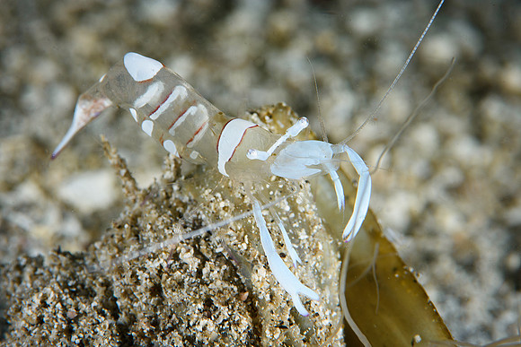 Seahorse Bay, Lombok
