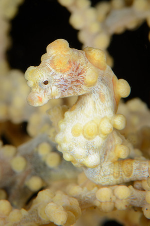 Bali, Tulamben