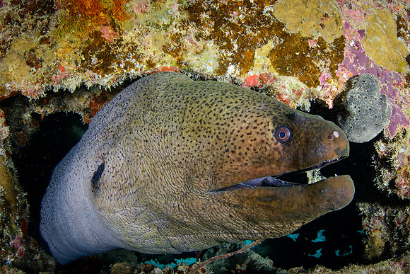 Thistlegorm