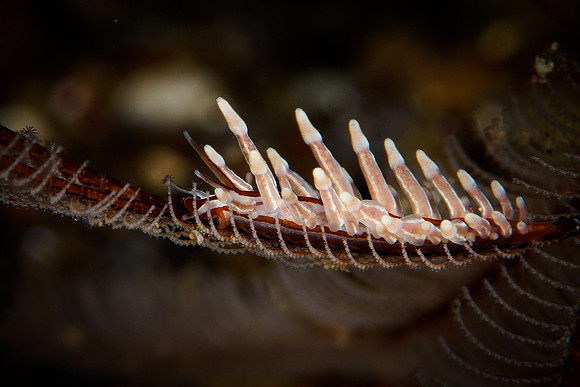 Tulamben