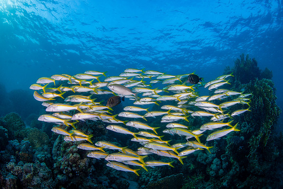Yellowfin Goatfish - Red Sea, Marsa Alam, Egypt