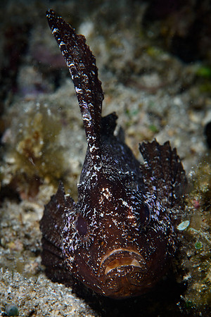 Seahorse Bay, Lombok