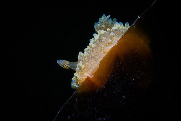 Palio dubia