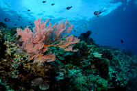 Gili Islands, Halik Reef