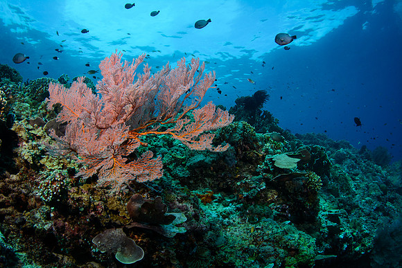 Gili Islands, Halik Reef
