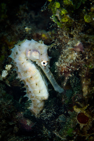 Seahorse Bay, Lombok
