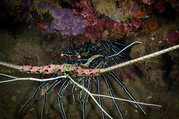 Bali, Lovina House Reef Night Dive