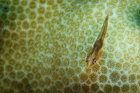 Tulamben