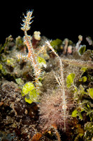 Lombok, Seahorse Bay