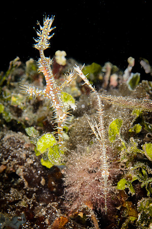 Lombok, Seahorse Bay