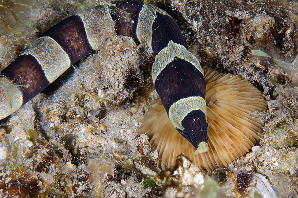 Lombok, Seahorse Bay