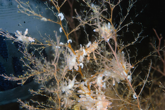 Small nudibranchs - (Eubranchus scintillans) and eggs compared to my index finger