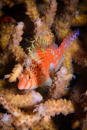 Bali, Lovina House Reef Night Dive