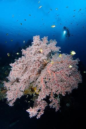 Bali, Tulamben