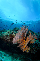 Gili Islands, Halik Reef