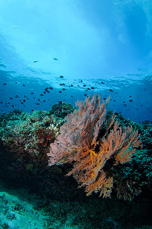 Gili Islands, Halik Reef