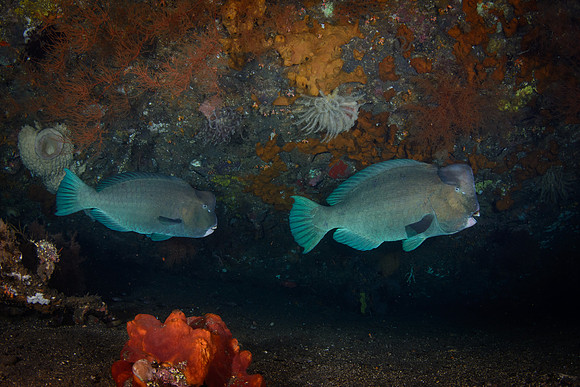 Bali, Tulamben