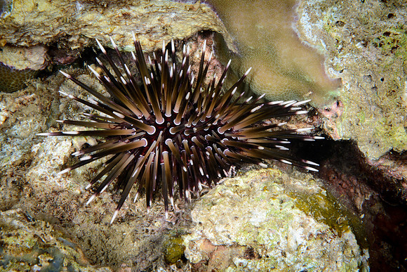 Bali, Lovina House Reef Night Dive