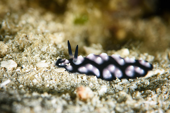 Seahorse Bay, Lombok