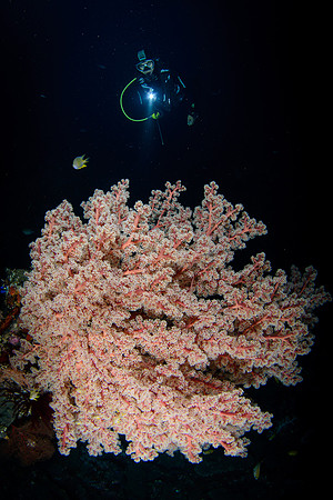 Bali, Tulamben